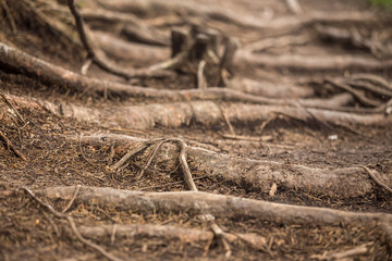 tree roots