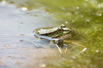 frog in the lake