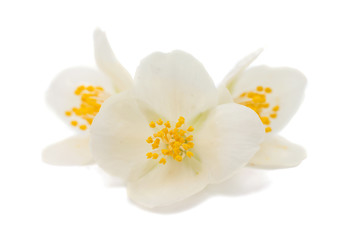 Naklejka na ściany i meble jasmine flower