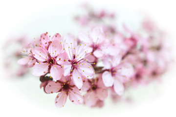 Obraz premium Blommande träd