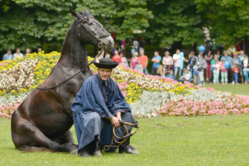 spectacle equestre