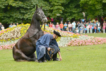 spectacle equestre
