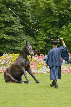 spectacle equestre
