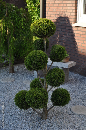 "Kugelbaum" Stockfotos und lizenzfreie Bilder auf Bild