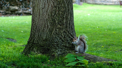 Squirrel in Abbey Garden, Bury St Edmunds, UK