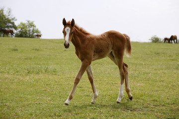 Pretty foal stands in a summer paddock.