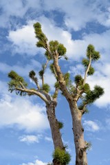 tree exotic eucalyptus huge big immense nature