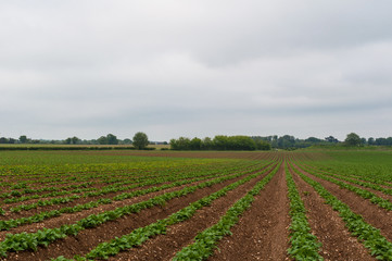 Fototapeta na wymiar Planted beans rural Suffolk, England, UK