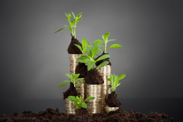 Saplings On Stack Of Coins At Desk