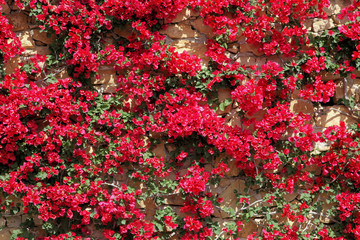 Bougainvillea an einer Steinmauer