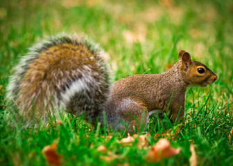 Eastern Gray Squirrel Profile