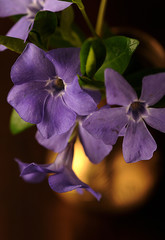 Fioletowe kwiaty w wazonie © Justyna Kaminska