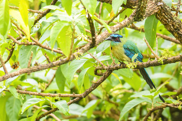 Blue-crowned Motmot