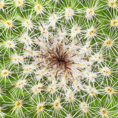 Cactus detail