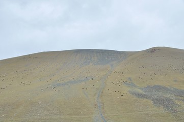 放牧、キルギス