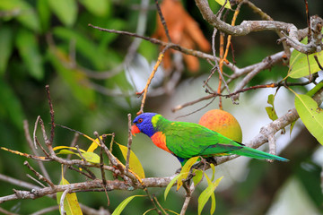 Rainbow Lorikeet (Trichoglossus haematodus) in Cainrs, Australia