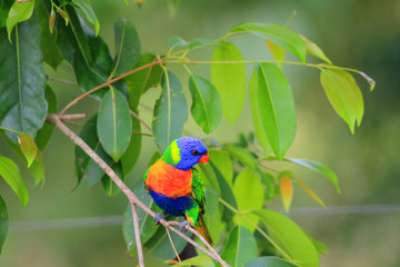 Rainbow Lorikeet (Trichoglossus haematodus) in Cainrs, Australia