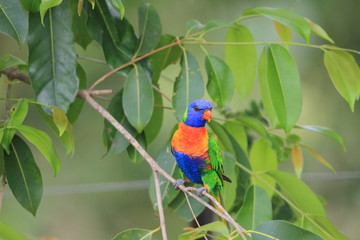 Rainbow Lorikeet (Trichoglossus haematodus) in Cainrs, Australia