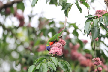 Rainbow Lorikeet (Trichoglossus haematodus) in Cainrs, Australia