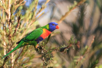 Rainbow Lorikeet (Trichoglossus haematodus) in Cainrs, Australia