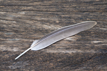 feather on the old wood texture.