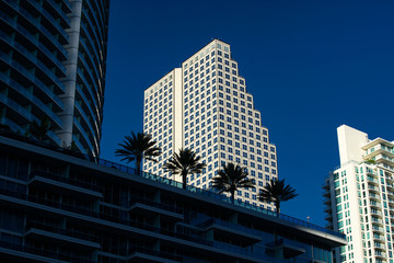 Miami Architecture with palm trees