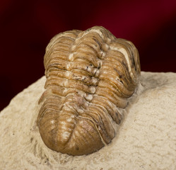 Oklahoma Trilobite 360 million years old.