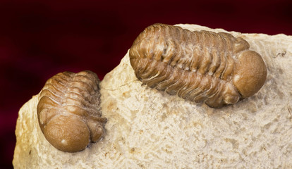 Oklahoma Trilobites 360 million years old.