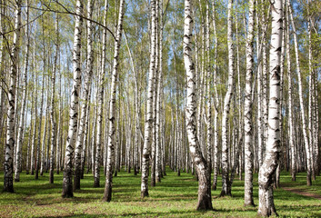 First greens in sunny birch forest