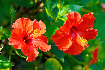 Fototapeta premium China Rose close up on tree