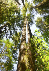 Fototapeta premium Looking up into tall perspective of fir trees in forest