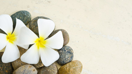 white and yellow frangipani flower