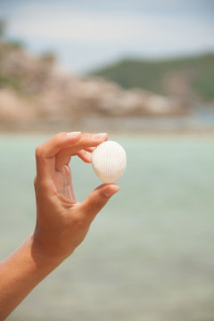sea shell in hand