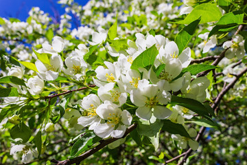 Blossoming apple tree