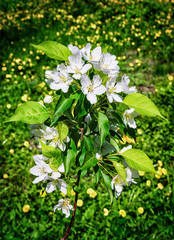 Blossoming apple tree