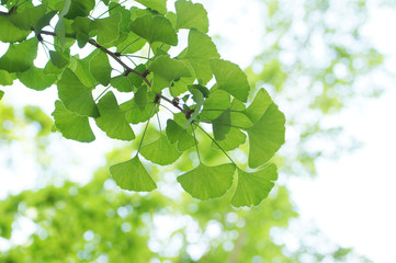 Fototapeta na wymiar 新緑のイチョウの葉
