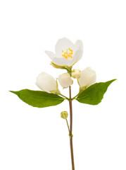 jasmine flower