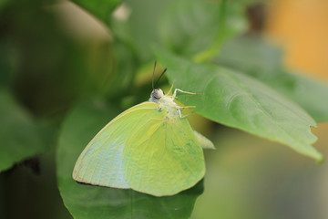 butterfly,Catopsilia pomona