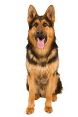 German Shepherd