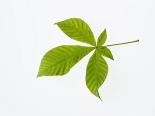 栃の木の掌状複葉