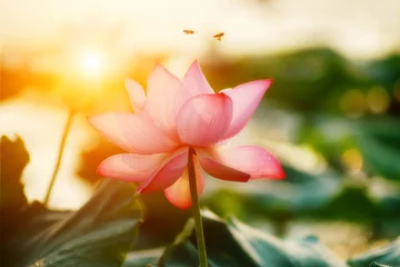 Abwaschbare Fototapete Lotus Blume Lotusblüte