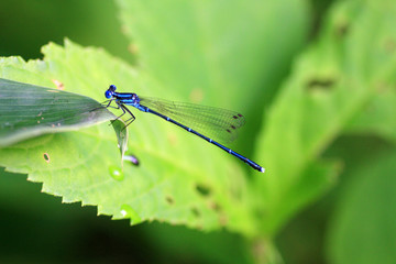 Platycnemis echigoana damselfly in Japan