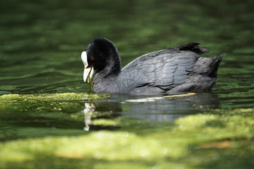 Eurasian Coot, Coot, Fulica atra