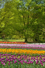 multicolor field tulips