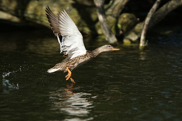 Mallard, Anas platyrhynchos