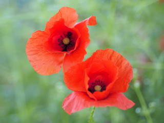 Klatschmohn