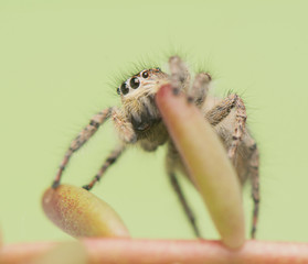 Philaeus chrysops - Jumping spider