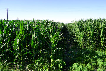 Fototapeta premium fields