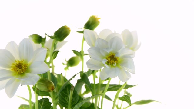 white dahlia