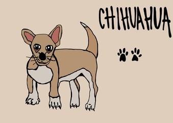 Chihuahua © logan81